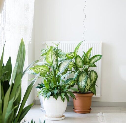 Consejos prácticos para mantener plantas de interior saludables y bonitas