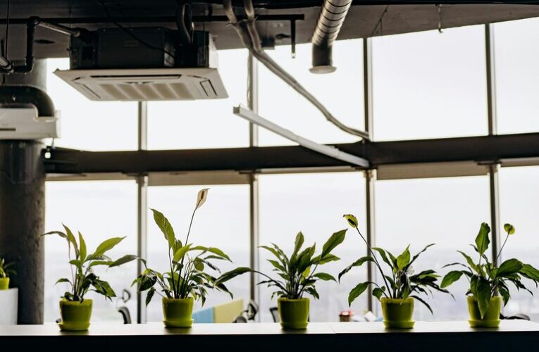 Consejos para mantener plantas de interior saludables y mejorar la calidad del aire